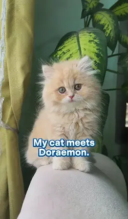 AI Cat meet Doraemon