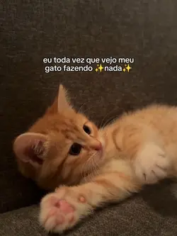 meu gato 
