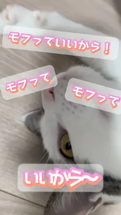 ペット動画など