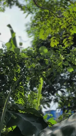 KASIH ABA ABA
