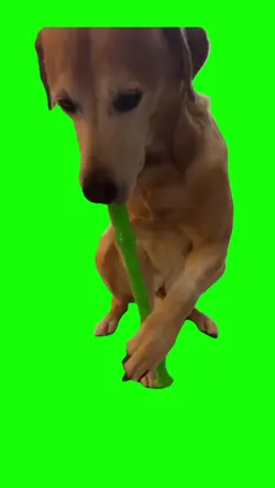 Dog play flute meme