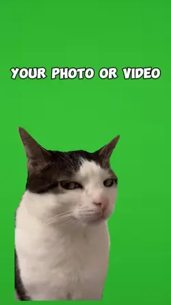 funny cat