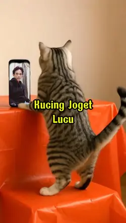 kucing joget lucu