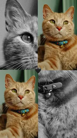 Lovely collage 