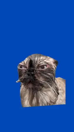 Gato mojado 