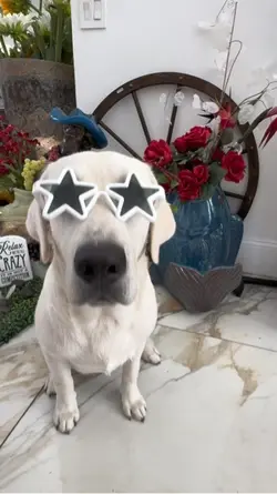 My Dog’s message