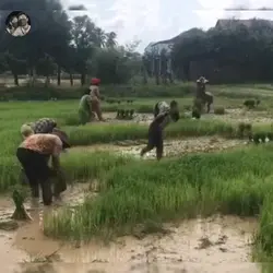 នឹកស្រុកកំណើត