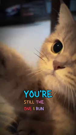 Cute Cat