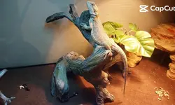 Pet reveal