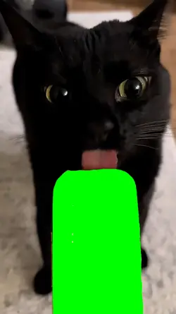 cat licking