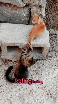 kuting
