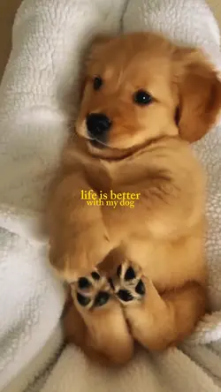 my dog memories