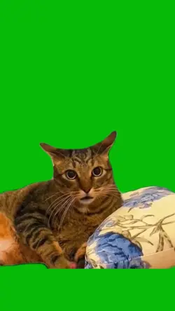 Cat Woken Up 