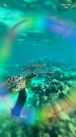 turtle ecotourism