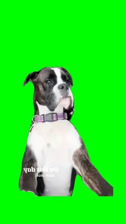 Dog Look Out 