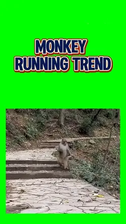 Monkey running trend