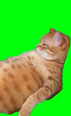 fat cat relaxing