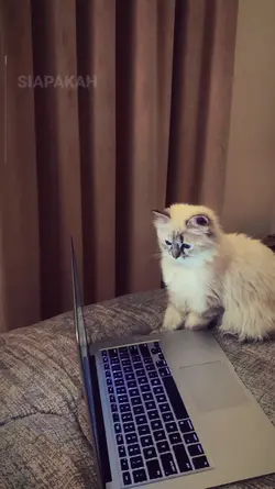 siapakah aku 