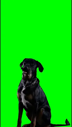anjing penjaga 
