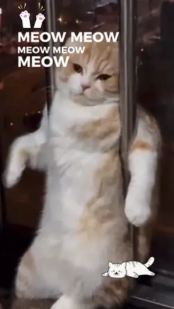 Miaw Miaw Miaw 
