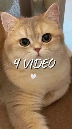 4 video 