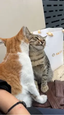 Funny cat