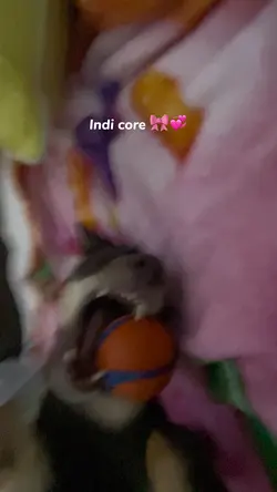 PUPPY CORE