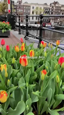 Amsterdam trip