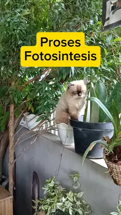 Prose Fotosintesis