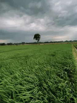বৃষ্টির আগ মুহূর্তে 