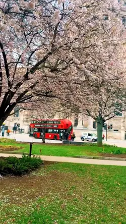 London blooming 🌸