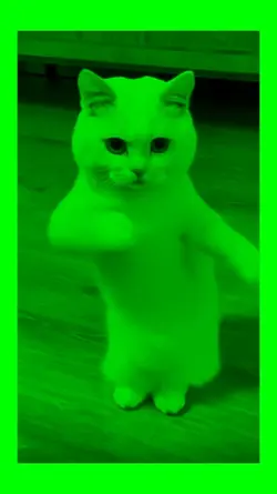 Cute dancing cat