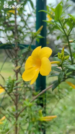 Beauty of Flower's