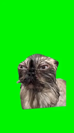 Sad and Mad Cat