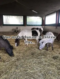J’ai demandé…