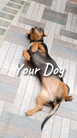 Your Dog