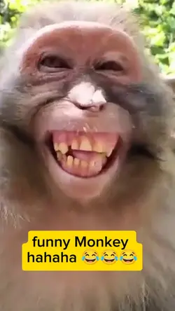 funny Monkey