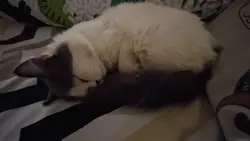 Hardworking Cat