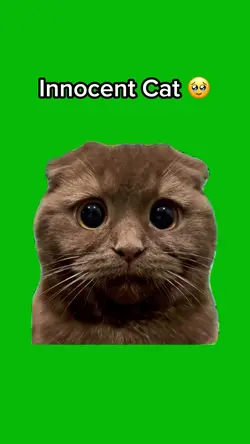 Innocent Cat 🥹