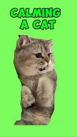 Calming a Cat