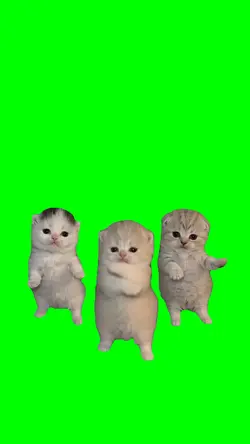cute kitten dance