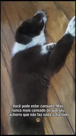 trend para pets 