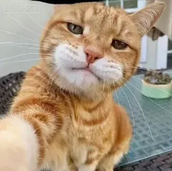 Ai Cat