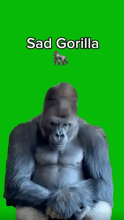 Sad Gorilla 
