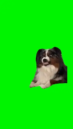 Funny dog meme 