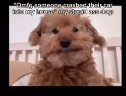 Cute Dog