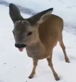 Starstruck 