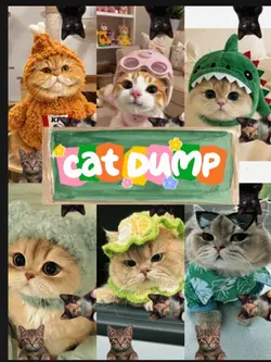 happy cat day