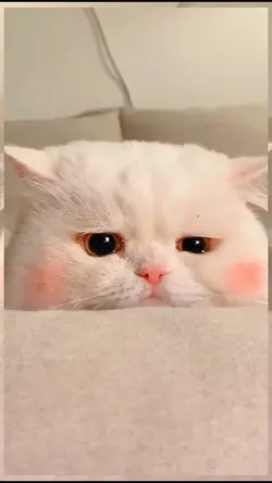 cute cat