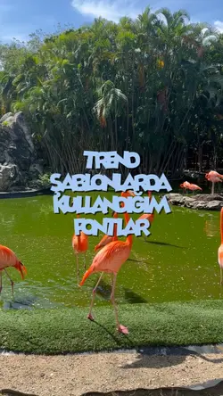 Kullandığım Fontlar